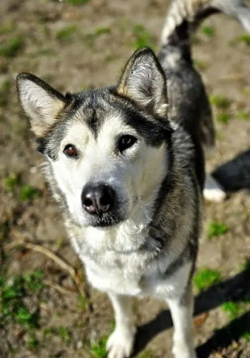 Gaja młoda, energiczna suczka alaskan malamute ADO