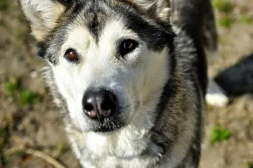 Gaja młoda, energiczna suczka alaskan malamute ADO