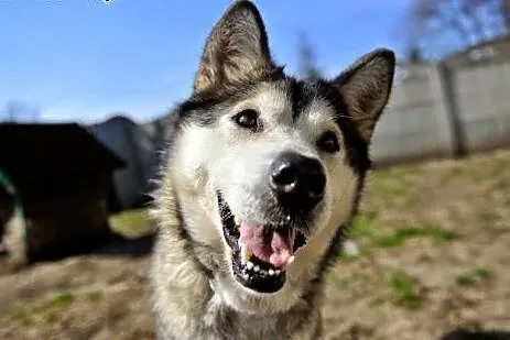 Gaja młoda, energiczna suczka alaskan malamute ADO