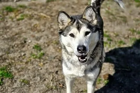 Gaja młoda, energiczna suczka alaskan malamute ADO