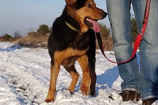 Moris, pies na schwał...tylko domu mu brak :(,  ma