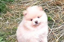 Szpic miniaturowy pomeranian dziewczynka