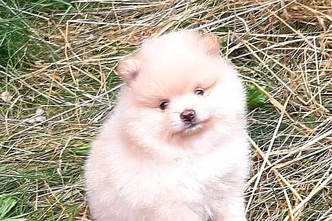Szpic miniaturowy pomeranian dziewczynka