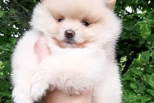 Szpic miniaturowy pomeranian dziewczynka, Łódzkie, Pabianice