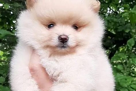 Szpic miniaturowy pomeranian dziewczynka, Łódzkie, Pabianice