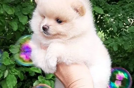 Szpic miniaturowy pomeranian dziewczynka, Łódzkie, Pabianice