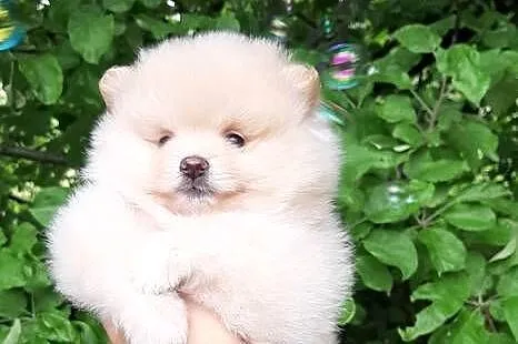 Szpic miniaturowy pomeranian dziewczynka, Łódzkie, Pabianice