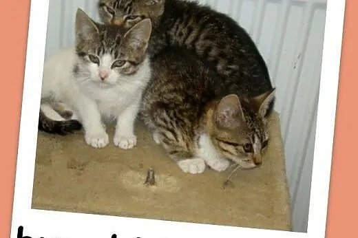 Buro - białe kociaki 3 m-ce ,kocurki i kociczki,odrobaczone.Adopcja.,  dolnośląskie Wrocław