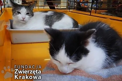 Urocza mama i prześlicznym synkiem,  małopolskie K