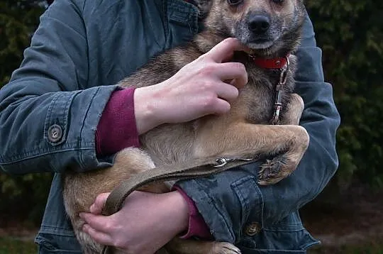 Bono-mały, 3-letni, delikatny pies szuka domu!, Częstochowa