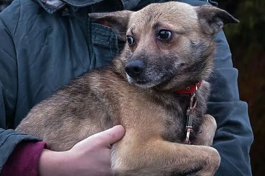 Bono-mały, 3-letni, delikatny pies szuka domu!, Częstochowa