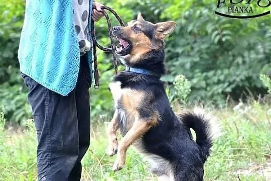 Kajtek - mieszkaniec schroniska szuka domu