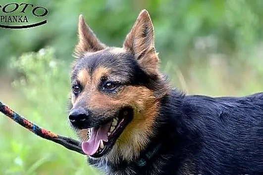 Kajtek - mieszkaniec schroniska szuka domu