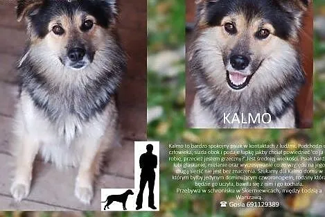 Kalmo - do adopcji średniej wielkości pies,  mazow