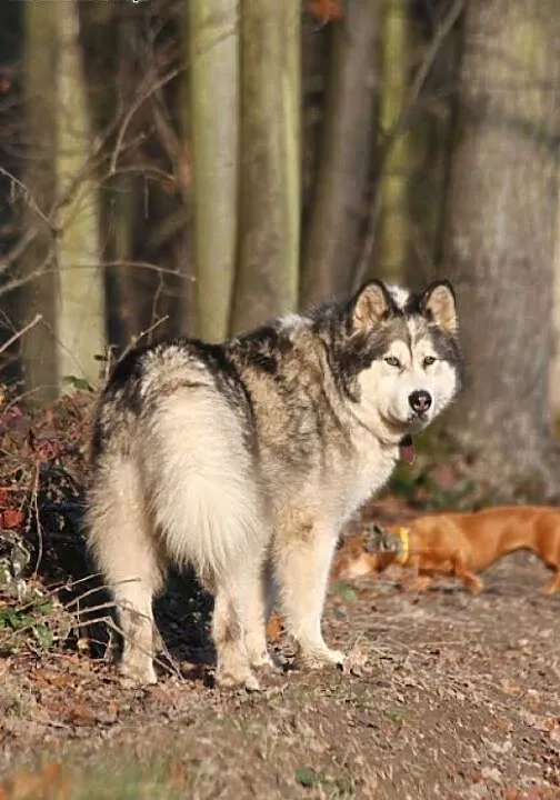 Dejla - wesoła, przyjazna malamutka do adopcji, K