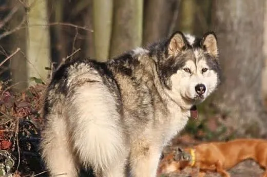 Dejla - wesoła, przyjazna malamutka do adopcji, Kundelki cała Polska
