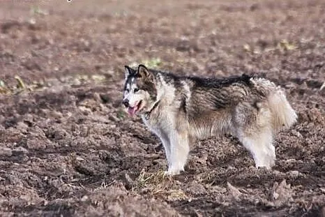 Dejla - wesoła, przyjazna malamutka do adopcji,  K