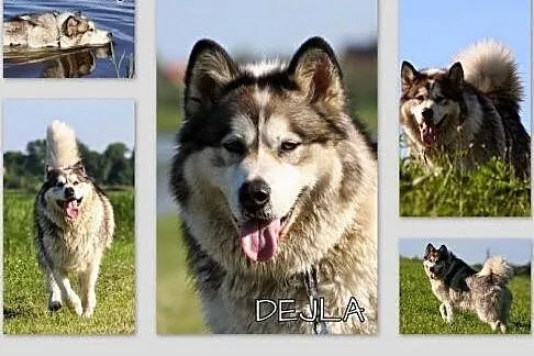 Dejla - wesoła, przyjazna malamutka do adopcji,  K