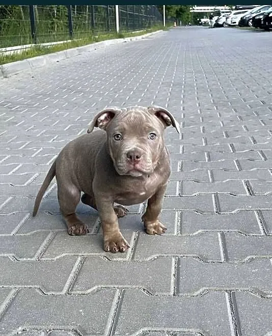 American Bully pocket suczka szczeniak abck suka gotowa do odbioru, Śląskie, Sosnowiec