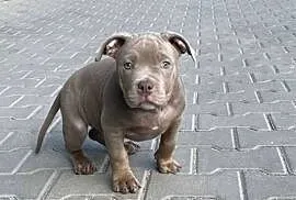 American Bully pocket suczka szczeniak abck suka gotowa do odbioru