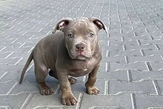 American Bully pocket suczka szczeniak abck suka gotowa do odbioru, Śląskie, Sosnowiec