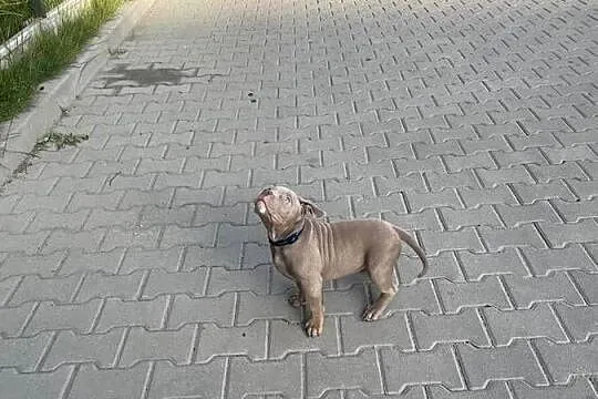 American Bully pocket suczka szczeniak abck suka gotowa do odbioru, Śląskie, Sosnowiec