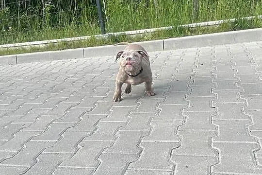 American Bully pocket suczka szczeniak abck suka gotowa do odbioru, Śląskie, Sosnowiec