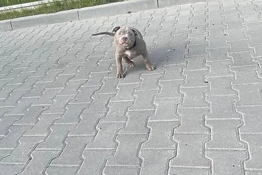 American Bully pocket suczka szczeniak abck suka gotowa do odbioru, Śląskie, Sosnowiec