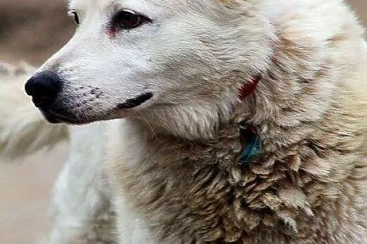 TUNDRA piękna sunia w typie ras północnych, mądra,