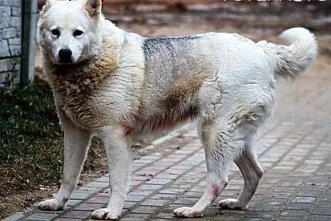 TUNDRA piękna sunia w typie ras północnych, mądra,