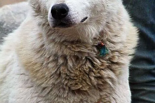 TUNDRA piękna sunia w typie ras północnych, mądra,
