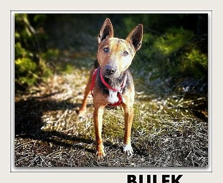 BULEK,z domu tymcza.12kg,średni,drobniutki,wesoły,szczepiony piesek.ADOPCJA, , Wrocław