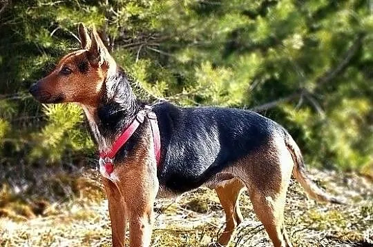 BULEK,z domu tymcza.12kg,średni,drobniutki,wesoły,szczepiony piesek.ADOPCJA, , Wrocław