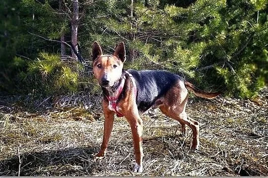 BULEK,z domu tymcza.12kg,średni,drobniutki,wesoły,szczepiony piesek.ADOPCJA, , Wrocław
