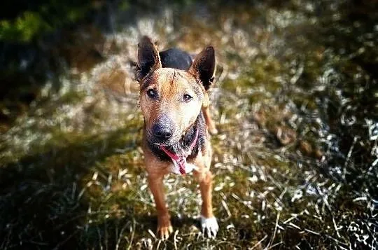 BULEK,z domu tymcza.12kg,średni,drobniutki,wesoły,szczepiony piesek.ADOPCJA, , Wrocław
