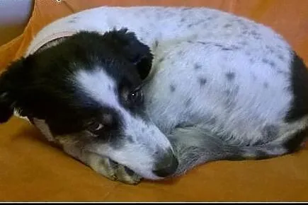Kochana suczka Diuna szuka domu! 6 lat kundelek,  