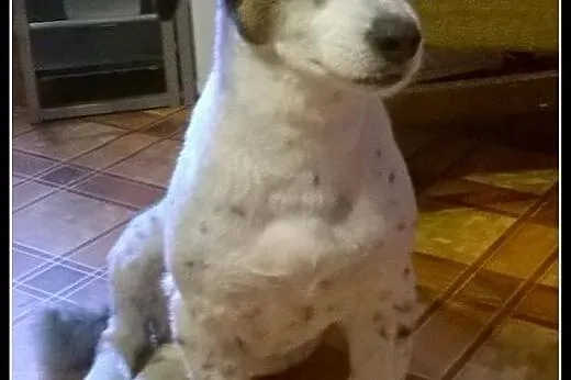 Kochana suczka Diuna szuka domu! 6 lat kundelek,  