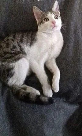 Kotek do adopcji, łódzkie Pabianice