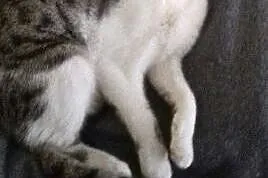 Kotek do adopcji,  łódzkie Pabianice