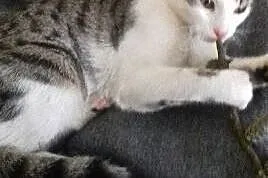 Kotek do adopcji,  łódzkie Pabianice