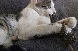 Kotek do adopcji,  łódzkie Pabianice