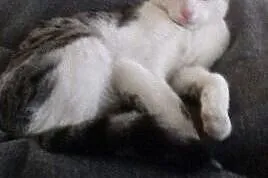 Kotek do adopcji,  łódzkie Pabianice