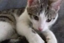 Kotek do adopcji,  łódzkie Pabianice