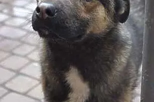 Morusek, roczny, kochany przytulasek prosi o dom ,