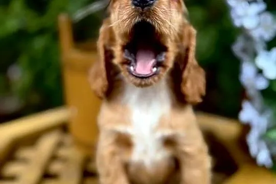 Cudowna sunia Cocker Spaniel Angielski złota z białym z rodowodem