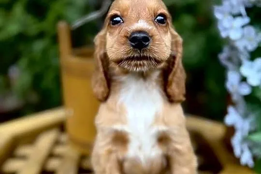 Cudowna sunia Cocker Spaniel Angielski złota z białym z rodowodem, Małopolskie, Kraków