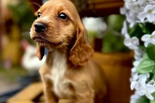 Cudowna sunia Cocker Spaniel Angielski złota z białym z rodowodem, Małopolskie, Kraków