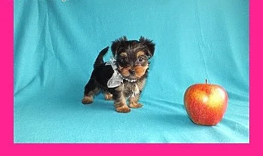 Ultra mini piesek XXS York Yorkshire Terrier minia