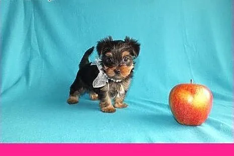 Ultra mini piesek XXS York Yorkshire Terrier minia