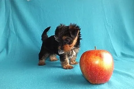 Ultra mini piesek XXS York Yorkshire Terrier minia